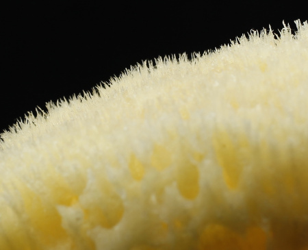 Натуральный спонж для лица LUX